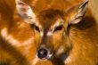 Startled Deer - Animal Fear
