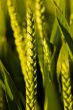 Golden Wheat