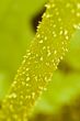 Thorny plant Stem Macro