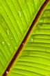 Diagonal Green Leaf