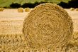 Harvested Straw Bale