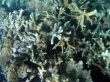 Great Barrier Reef