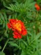 Garden Marigold