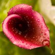 Zantadeschia