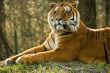 Tiger, Tiger ...