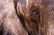 Elephant Leather Skin Close-Up