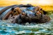 Hippopotomus Swimming in Water