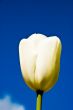 White Tulip