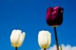 Tulip Flowers - Leadership