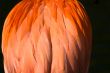 Flamingo Boa Bird Feathers