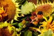 dried sunflowers and bramble