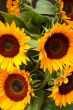 beautiful sunlfowers