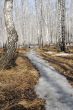 Footpath in spring forest