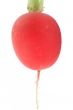 radish isolated