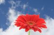 red gerbera against beautiful sky