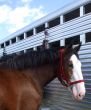 Clydesdale Horse and Trailer