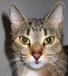 Close up of a Cat`s Face