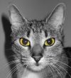 Green Eyed Cat