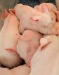 Pile of Piglets