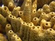 yellow sponge coral