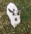 Smiling Pygmy Goat Kid