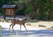 Wild Buck