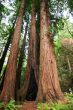 Sequoias