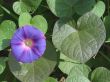 Flower on a background of leaves