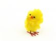 single easter toy chicken