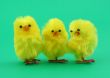 three toy chickens on green background