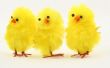 three toy chickens on white