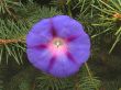 Blue flower