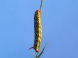  Motley caterpillar on a stalk