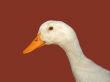 Clever duck