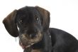 puppy dachshund