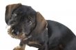 Little cute dachshund