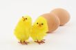 two easter toy chickens with eggs