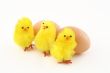 three easter toy chickens with eggs
