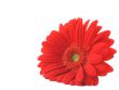 Red gerbera lying on white copyspace