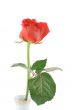 single rose on white