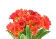beautiful vivid flowers on white background