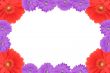 high resolution gerbera frame