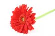 red beauty on white background