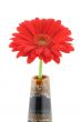 red beauty on white background