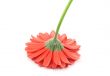 red gerbera from a different angle