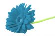 winter gerbera on white