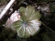 Mushroom-flower