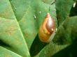 Snail on sheet