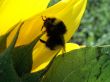 Shaggy bumblebee