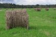 Hay bales